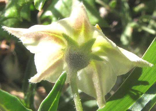 Edwards Plateau Five-eyes, CHAMAESARACHA EDWARDSIANA, calyx