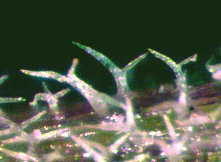 branching, forked hairs on stem of CHAMAESARACHA EDWARDSIANA