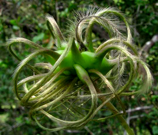 Scarlet Clematis, CLEMATIS TEXENSIS, fruiting head