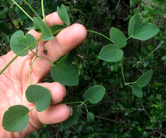 Scarlet Clematis, CLEMATIS TEXENSIS, leaves