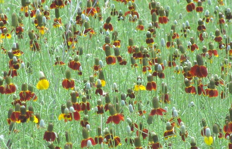 Redspike Mexican Hat, RATIBIDA COLUMNIFERA, many flowers