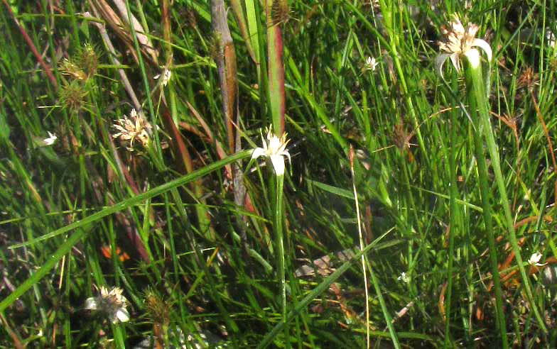 Whitetop Sedge, RHYNCHOSPORA COLORATA