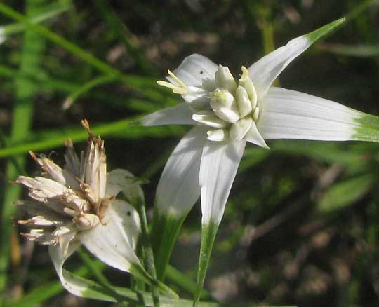 Whitetop Sedge, RHYNCHOSPORA COLORATA, flowering heads