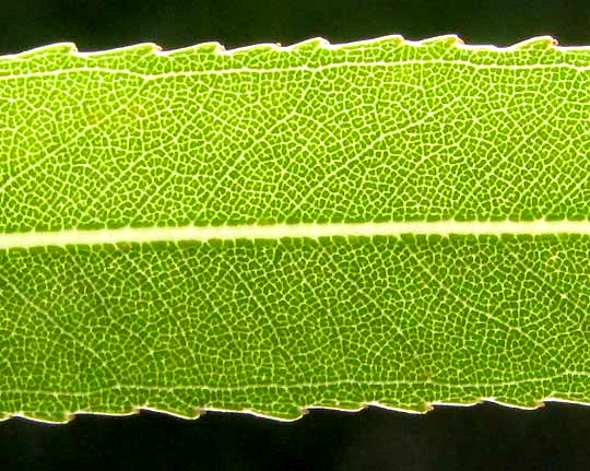 Black Willow, SALIX NIGRA, venation in leaf