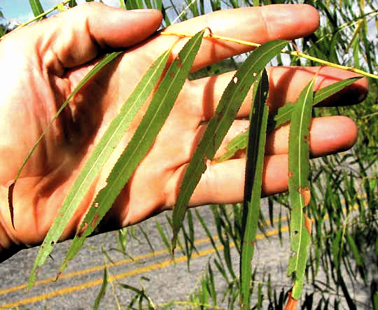 Black Willow, SALIX NIGRA, leaves and stem