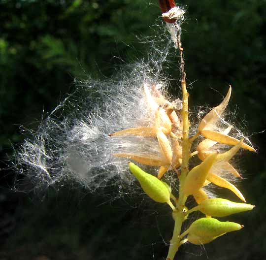 Black Willow, SALIX NIGRA, capsular fruits opening