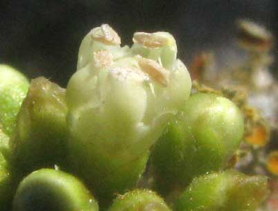 Gum Bumelia, SIDEROXYLON LANUGINOSUM, flower