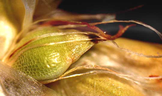 Gulf Coast Spikerush, ELEOCHARIS CELLULOSA, achene with tubercle