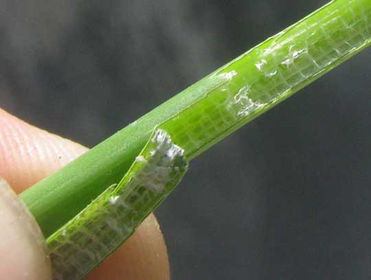 Gulf Coast Spikerush, ELEOCHARIS CELLULOSA, spongy stem interior