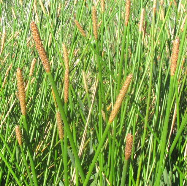 Gulf Coast Spikerush, ELEOCHARIS CELLULOSA