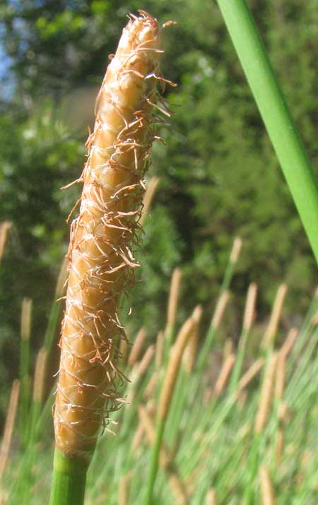 Gulf Coast Spikerush, ELEOCHARIS CELLULOSA, spike with exserted style branches