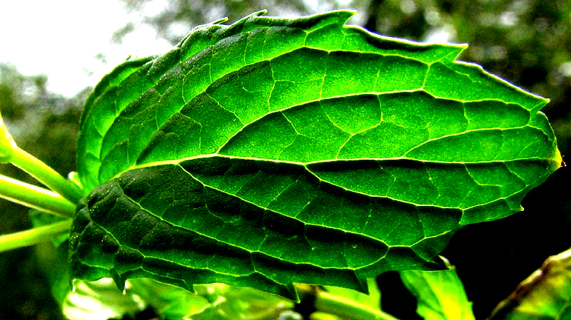 Leaf of Spearmint, Mentha spicata