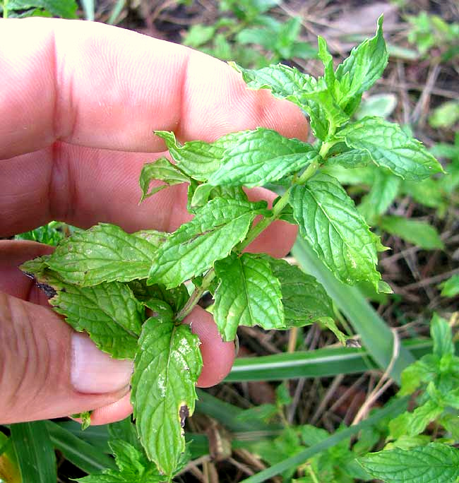 Spearmint, MENTHA SPICATA