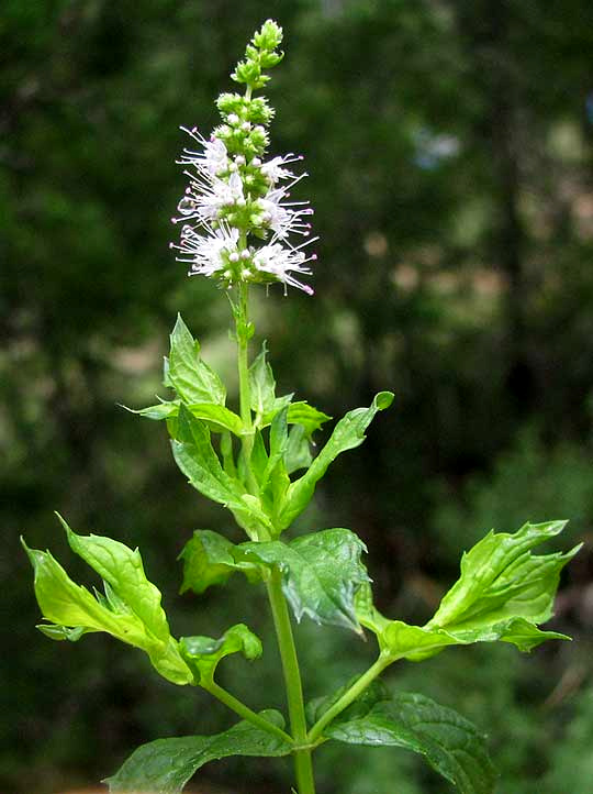 Spearmint, MENTHA SPICATA, inflorescence