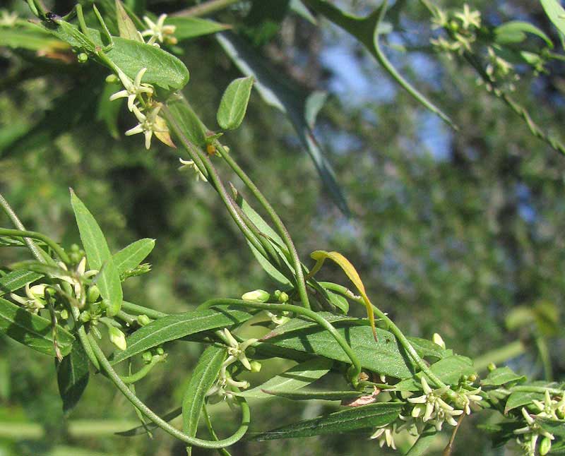 MacCart's Swallow-wort, CYNANCHUM MACCARTII, flowering