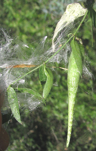 MacCart's Swallow-wort, CYNANCHUM MACCARTII, pods