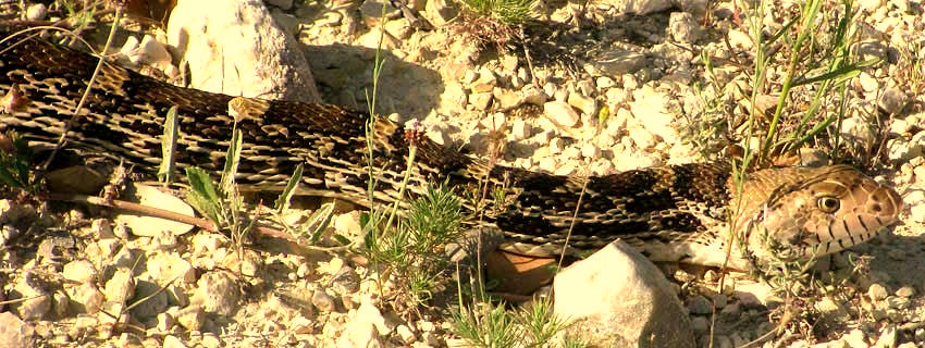 Gophersnake, PITUOPHIS CATENIFER