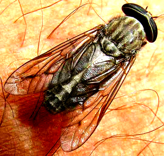 Horsefly, Tabanus