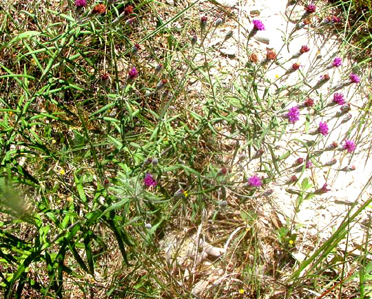 Woolly Ironweed, VERNONIA LINDHEIMERI