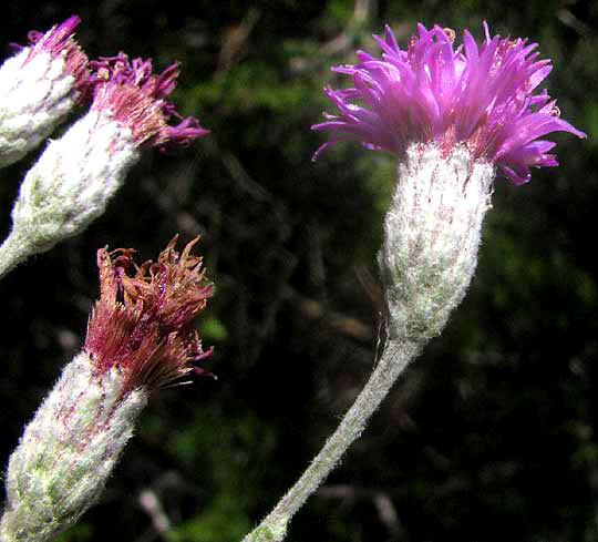 Woolly Ironweed, VERNONIA LINDHEIMERI, woolly involucre