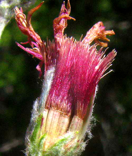 Woolly Ironweed, VERNONIA LINDHEIMERI, cypselae with pappuses in head