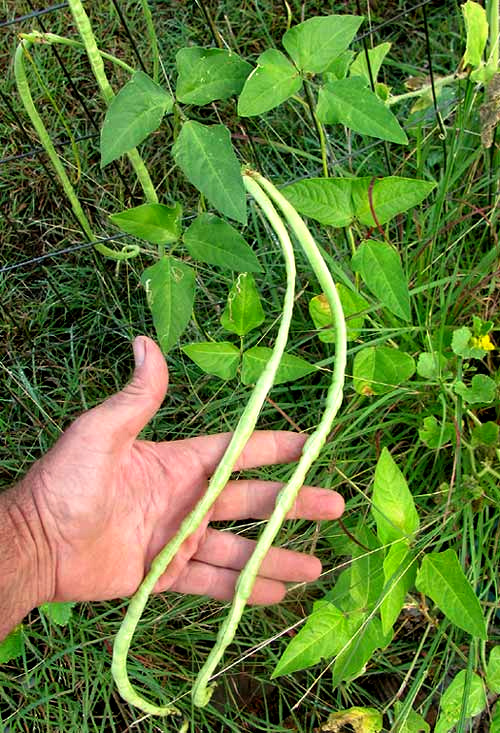 Yardlong Bean, VIGNA UNGUICULATA ssp. SESQUIPEDALIS
