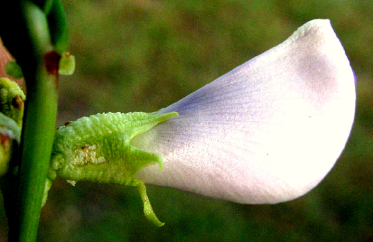 Yardlong Bean, VIGNA UNGUICULATA ssp. SESQUIPEDALIS, flower
