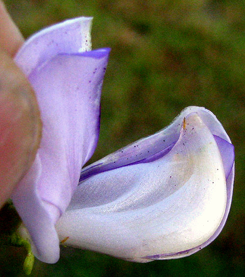 Yardlong Bean, VIGNA UNGUICULATA ssp. SESQUIPEDALIS, flower with keel visible