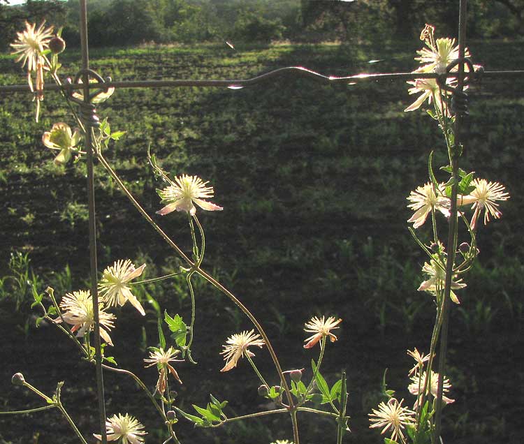 Drummond's Clematis, CLEMATIS DRUMMONDII, flowering on fence