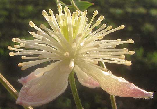 Drummond's Clematis, CLEMATIS DRUMMONDII, male flower