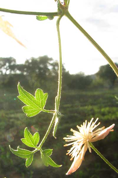 Drummond's Clematis, CLEMATIS DRUMMONDII, leaf