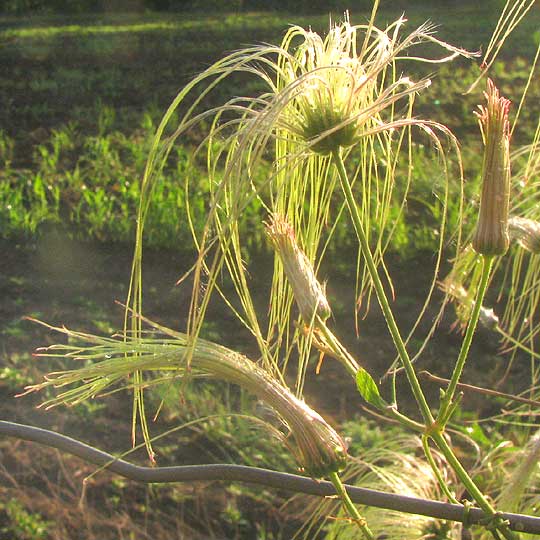 Drummond's Clematis, CLEMATIS DRUMMONDII, female flowers with beaks developing