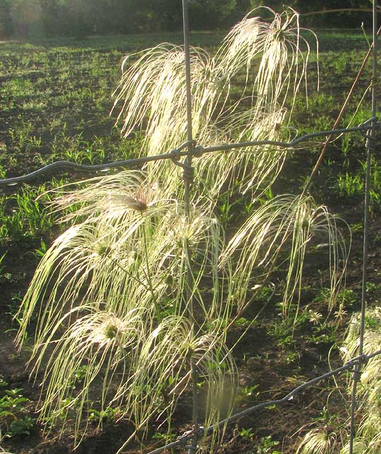 Drummond's Clematis, CLEMATIS DRUMMONDII, immature fruiting heads in sunlight