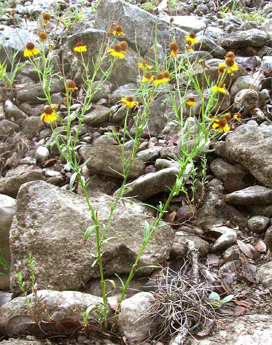 Pretty Sneezeweed, HELENIUM ELEGANS