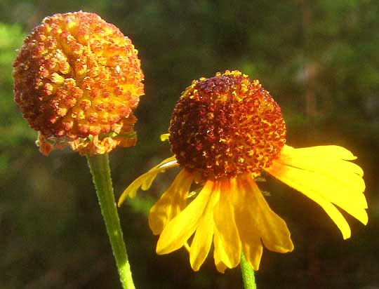 Pretty Sneezeweed, HELENIUM ELEGANS, flower heads