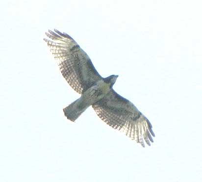 Red-tailed Hawk, BUTEO JAMAICENSIS, immature from below, showing tail barring