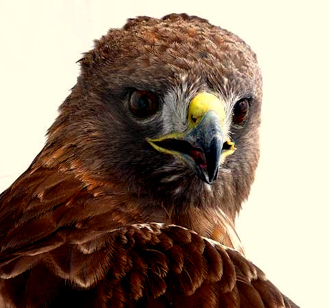 Red-tailed Hawk, BUTEO JAMAICENSIS, immature, photo by Fred Kost of Texas