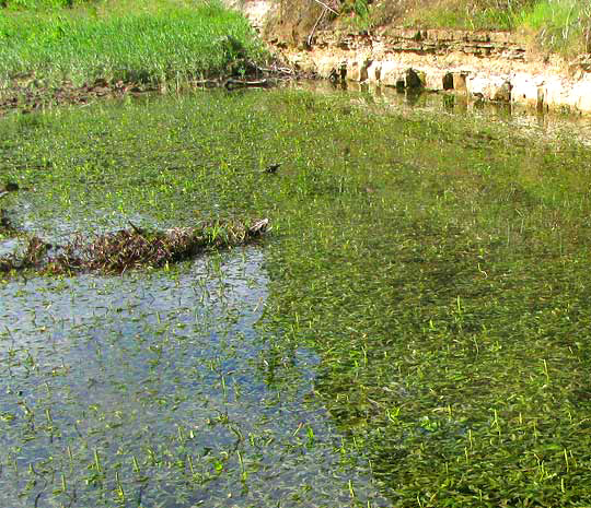 Illinois Pondweed, POTAMOGETON ILLINOENSIS, habitat