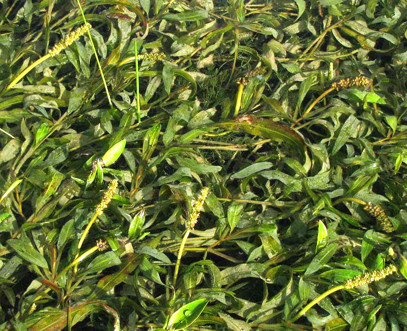 Illinois Pondweed, POTAMOGETON ILLINOENSIS, flowering