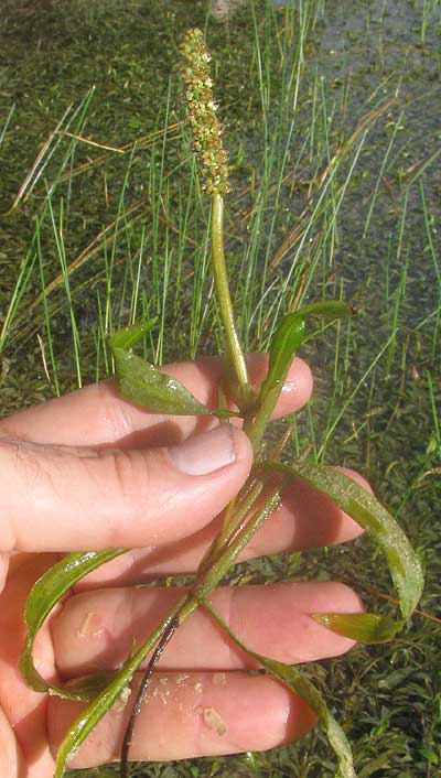 Illinois Pondweed, POTAMOGETON ILLINOENSIS, stem, leaves and flowering spike