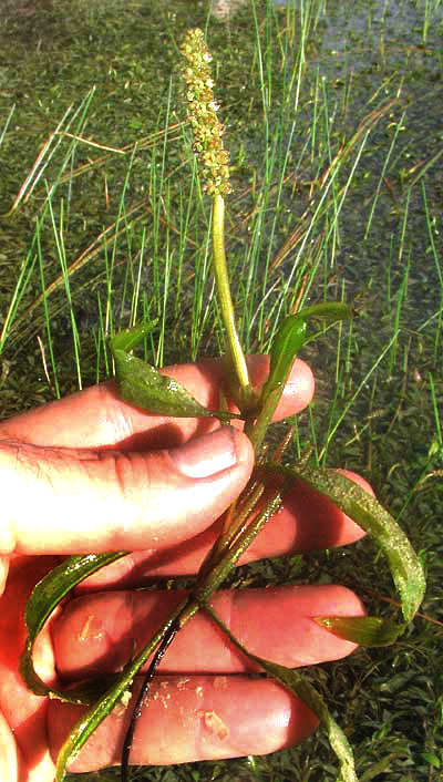 Illinois Pondweed, POTAMOGETON ILLINOENSIS, stem, leaves and flowering spike