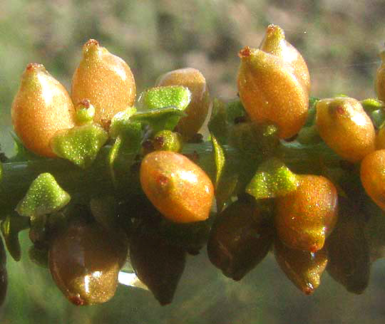 Illinois Pondweed, POTAMOGETON ILLINOENSIS, fruits