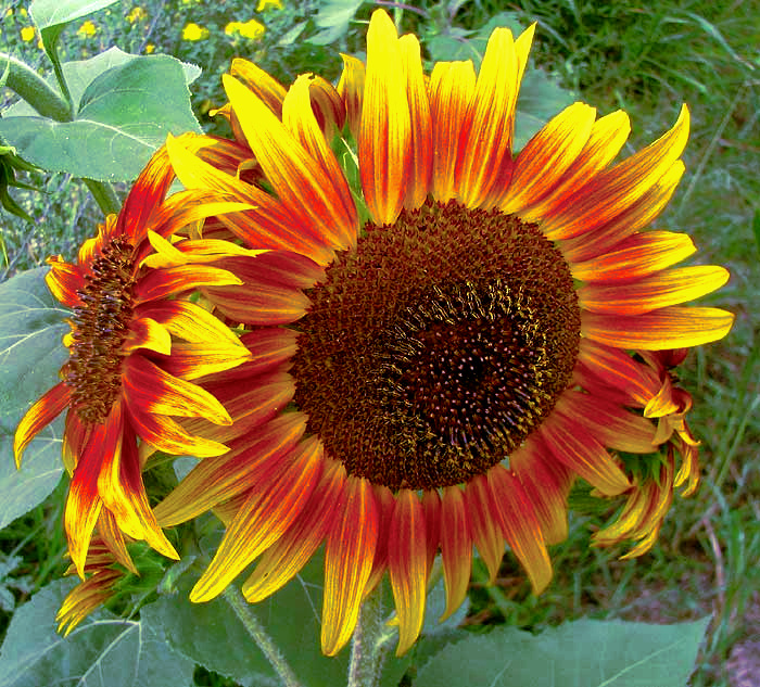 Sunflower, HELIANTHUS ANNUUS
