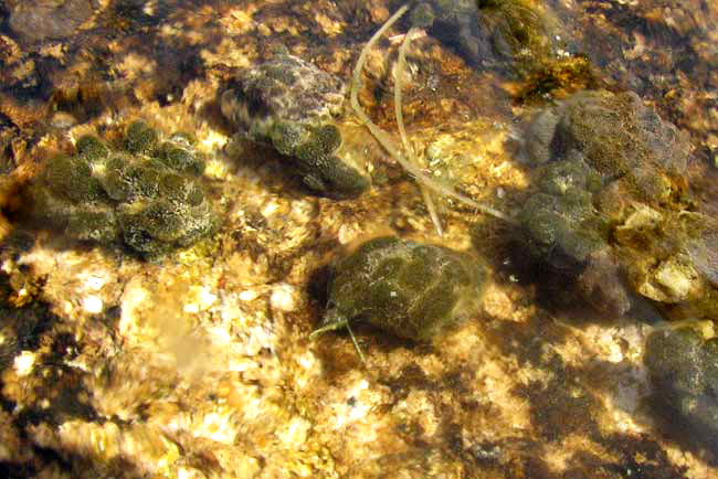 Freshwater Bryozoan, PLUMATELLA FUNGOSA