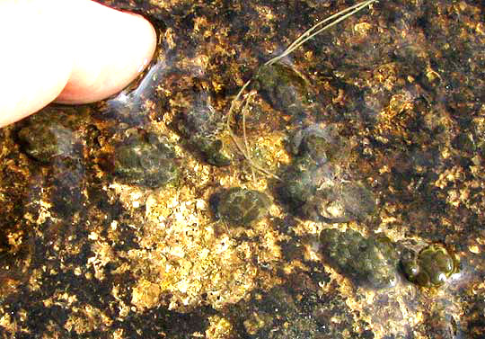 Freshwater Bryozoan, PLUMATELLA FUNGOSA