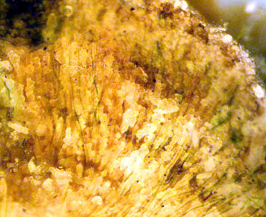 Freshwater Bryozoan, PLUMATELLA FUNGOSA, bottom of colony showing structure