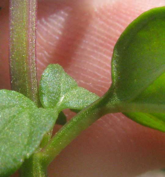 petiole on leaf of Peppermint