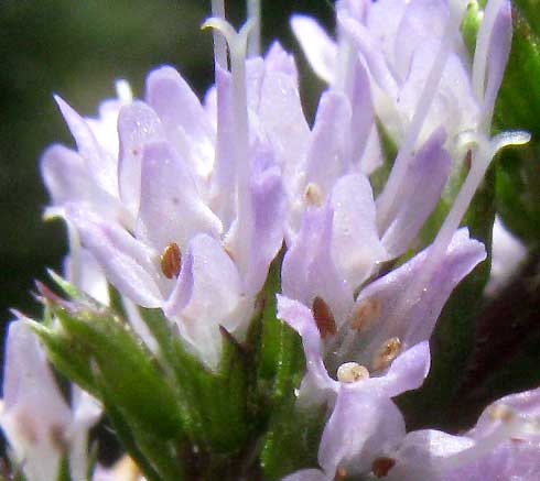 Peppermint, MENTHA x PIPERITA, flowers