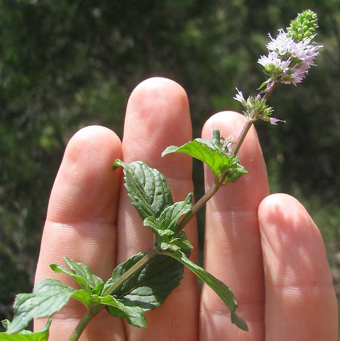 Peppermint, MENTHA x PIPERITA, flowering