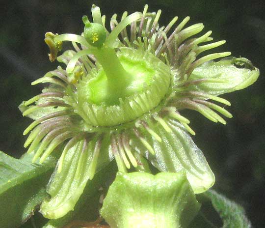 Birdwing Passionflower, PASSIFLORA TENUILOBA, flower